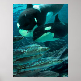 サバ学ー狩りへ ポスター