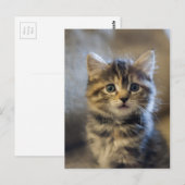 サファイア ポストカード (正面/裏面)