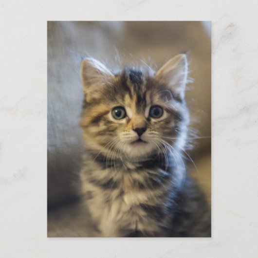 サファイア ポストカード (正面)