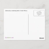 サファリでカメラを見るシマウマ ポストカード (裏面)