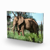 サファリのアフリカゾウ フォトブロック (右)