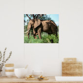 サファリのアフリカゾウ ポスター (キッチン)