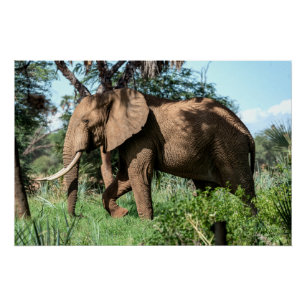サファリのアフリカゾウ ポスター