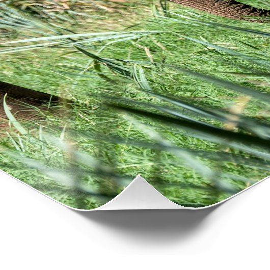 サファリのアフリカゾウ ポスター (コーナー)