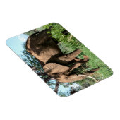 サファリのアフリカゾウ マグネット (右側)