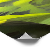 サファリのクイーン威厳のある:アフリカ人女性の赤い羽 ポスター (角)