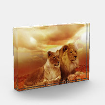 サファリのライオンのカップル