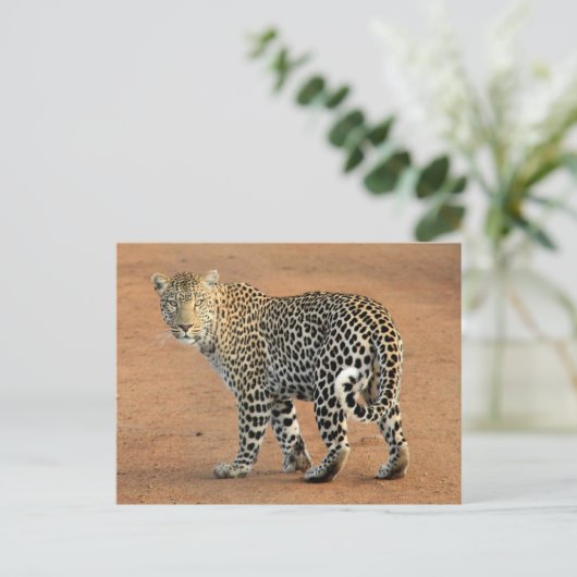 サファリヒョウが後ろを振り返る ポストカード (スタンド正面)