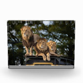 サファリ車の上で冷たいライオン フォトブロック (正面)