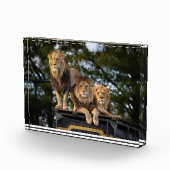 サファリ車の上で冷たいライオン フォトブロック (右)