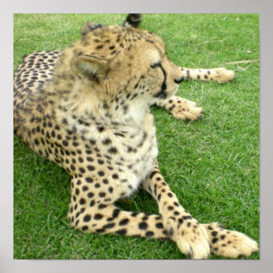 サファリ アフリカ かわいい 猫 チャーム モジュール チーター ポスター