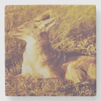 サファリ·ロッジの朝食の匂いを嗅ぐジャッカル   ストーンコースター