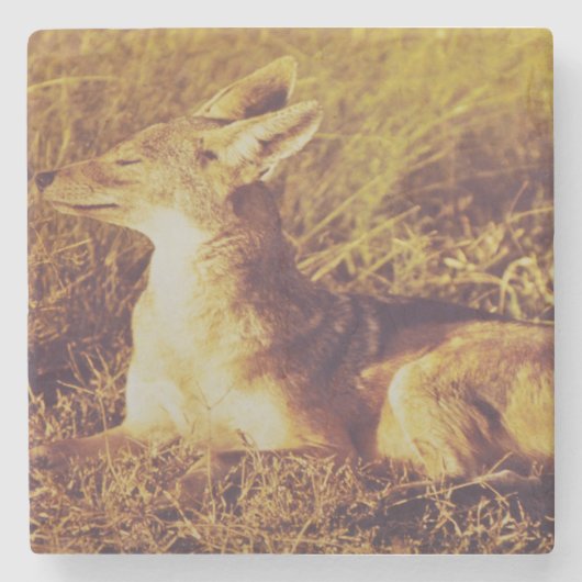 サファリ·ロッジの朝食の匂いを嗅ぐジャッカル   ストーンコースター (正面)