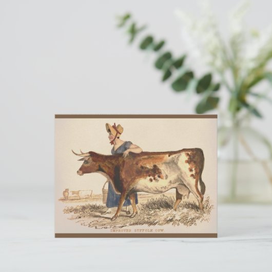 サフォークカウー素朴ヴィンテージカントリーファームハウスアート ポストカード (スタンド正面)