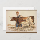 サフォークカウー素朴ヴィンテージカントリーファームハウスアート ポストカード (正面/裏面)