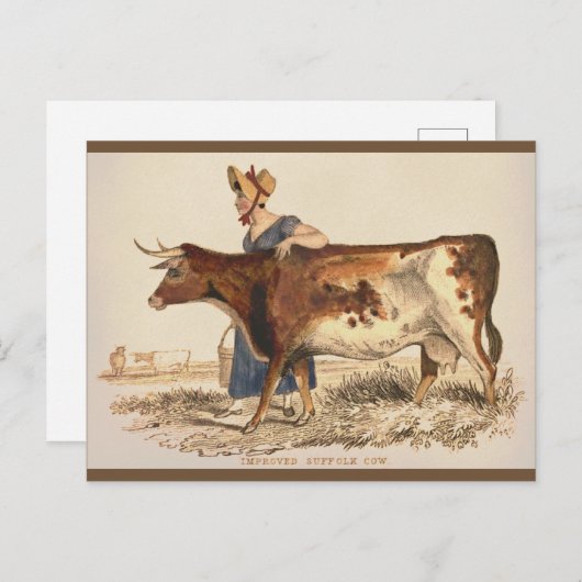 サフォークカウー素朴ヴィンテージカントリーファームハウスアート ポストカード (正面/裏面)