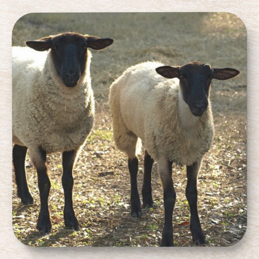 サフォークフレンドリーシープパスチュア納屋周囲の庭レイトサン コースター (正面)