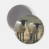 サフォークフレンドリー羊納屋周囲の庭牧草地レイトサン マグネット (正面/裏面)