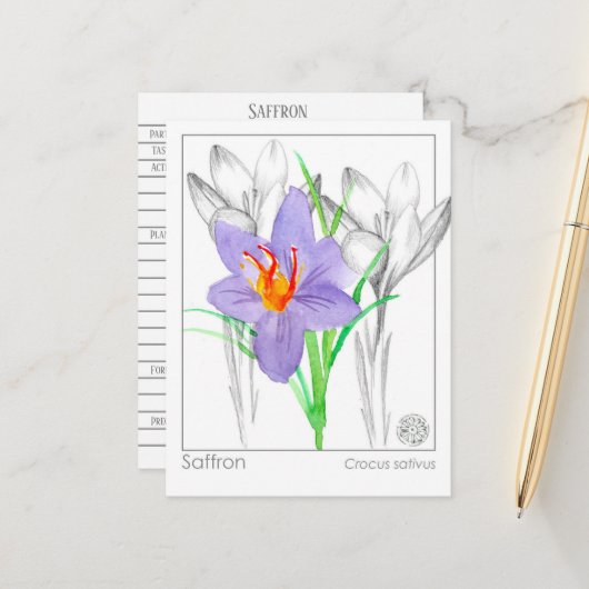 サフランのクロッカスハーブ植物原料メディカ ポストカード (正面/裏面インサイチュ)