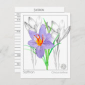 サフランのクロッカスハーブ植物原料メディカ ポストカード (正面/裏面)