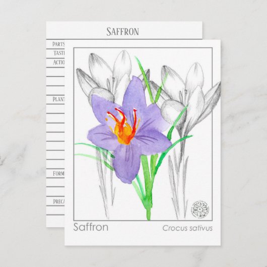 サフランのクロッカスハーブ植物原料メディカ ポストカード (正面/裏面)
