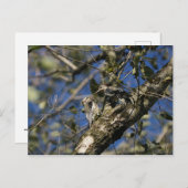 サプカー葉書 ポストカード (正面/裏面)