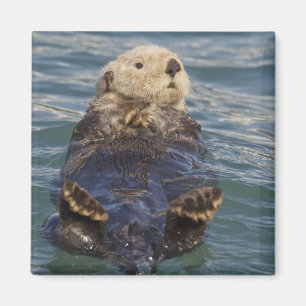 サプライズ入り江の氷山で遊ぶラッコ マグネット