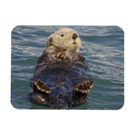 サプライズ入り江の氷山で遊ぶラッコ マグネット (横)