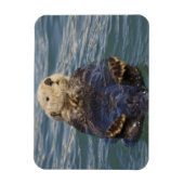 サプライズ入り江の氷山で遊ぶラッコ マグネット (縦)