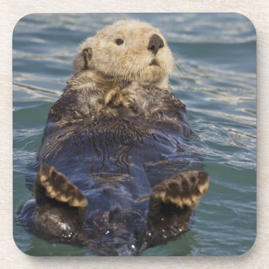 サプライズ遊インレットで氷山の上に海のオーター コースター (正面)