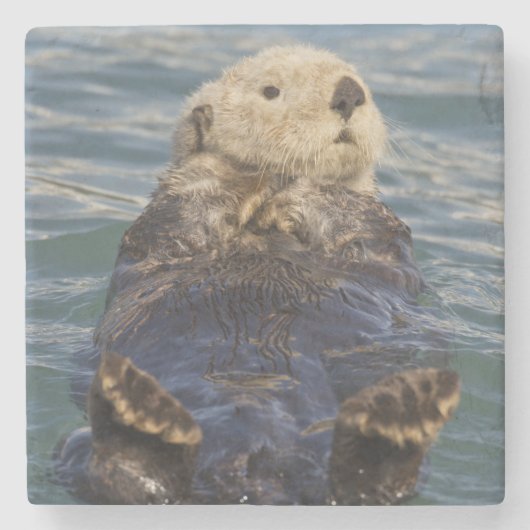 サプライズ遊インレットで氷山の上に海のオーター ストーンコースター (正面)