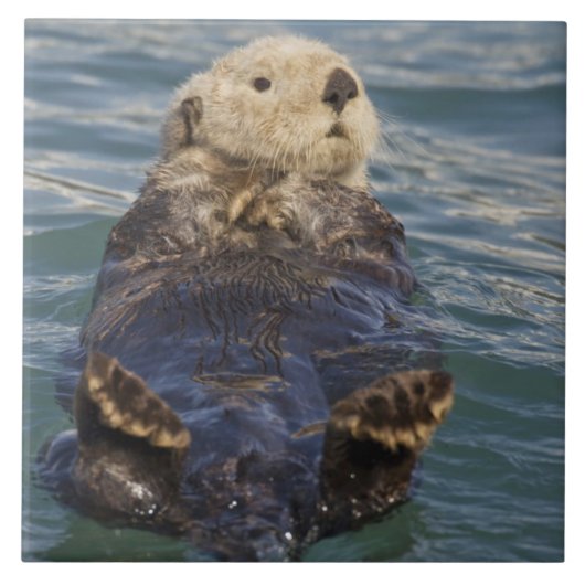 サプライズ遊インレットで氷山の上に海のオーター タイル (正面)