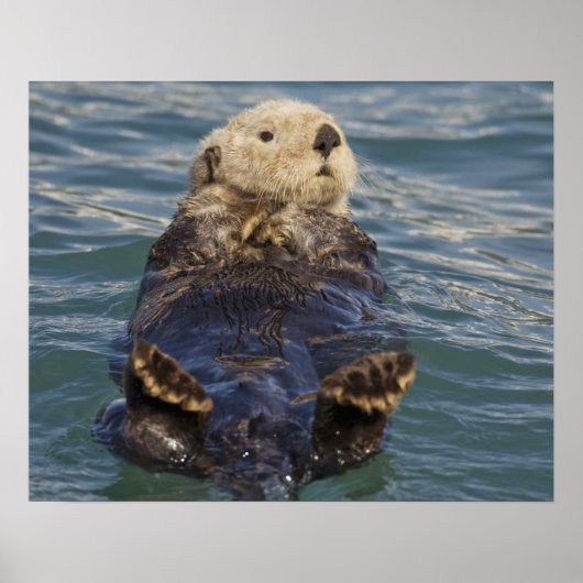 サプライズ遊インレットで氷山の上に海のオーター ポスター (正面)