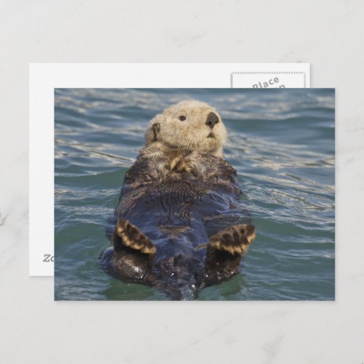 サプライズ遊インレットで氷山の上に海のオーター ポストカード (正面/裏面)