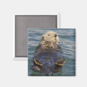 サプライズ遊インレットで氷山の上に海のオーター マグネット (正面/裏面)