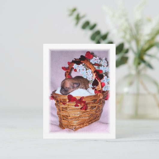 サプライズ ポストカード (スタンド正面)