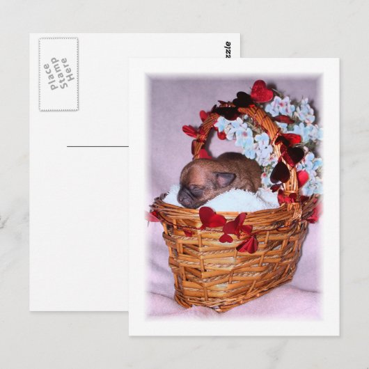 サプライズ ポストカード (正面/裏面)