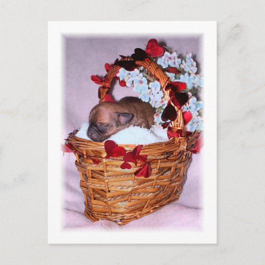 サプライズ ポストカード (正面)