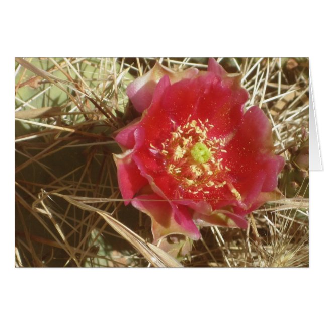 サボスフラワーイングランドキャニオン (正面横)