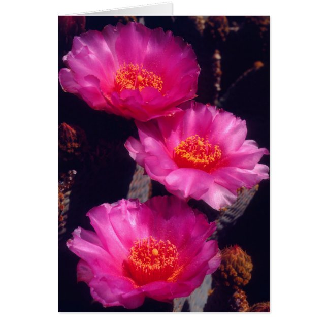サボタイルカクタスの花 2 (正面)