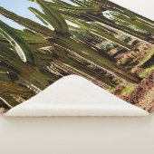 サボティの庭。緑の丈の高いサボテンと多汁の植物が育つ シェルパブランケット (3/4)