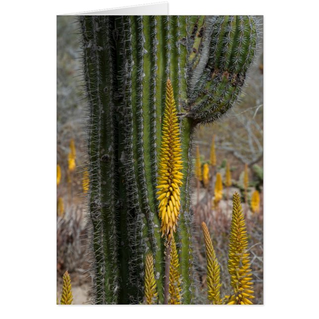 サボテンとアガベのクローズアップ (正面)