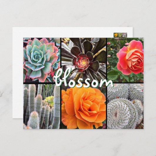 サボテンとバラ写真コラージュ花引用文 ポストカード (正面/裏面)