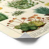 サボテンと多肉類 ポスター (角)