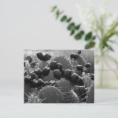 サボテンのお菓子 ポストカード (スタンド正面)