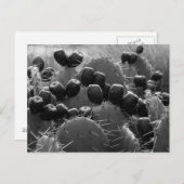 サボテンのお菓子 ポストカード (正面/裏面)