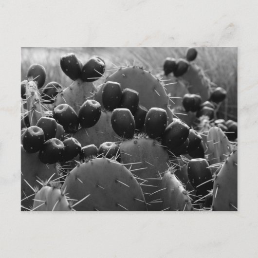サボテンのお菓子 ポストカード (正面)