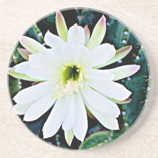 サボテンのコースター コースター (正面)