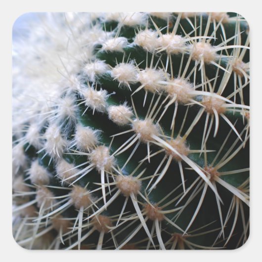 サボテンのステッカー スクエアシール (正面)