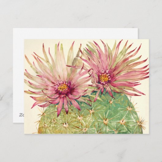 サボテンのピンクの花 ポストカード (正面/裏面)